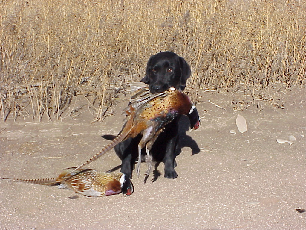 Pheasant Hunting 2003